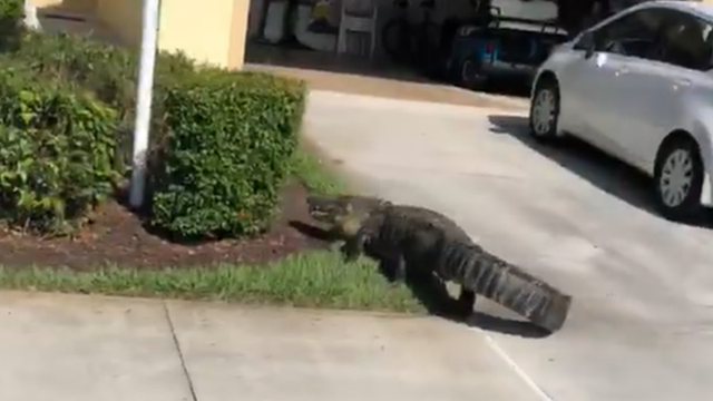VIDEO: 9-foot alligator sneaks into Florida homeowner's garage