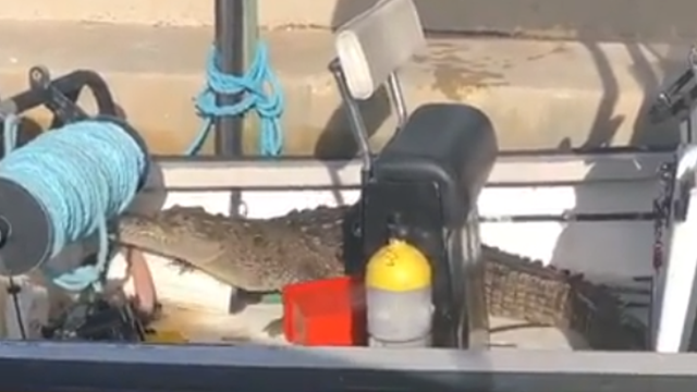 Crocodile crawls into boat docked at marina in Miami