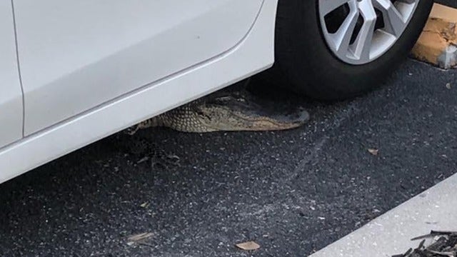 Alligator found hiding under car in Florida
