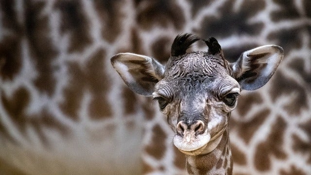 Cleveland zoo welcomes adorable baby giraffe