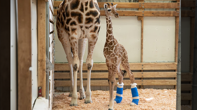 Baby giraffe born with leg abnormalities is given therapeutic shoes