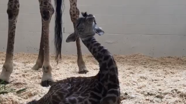 Cincinnati Zoo's new baby giraffe adorably tries to stay awake