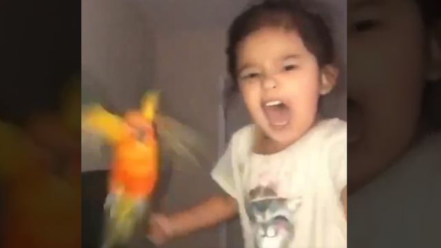 VIDEO: Girl trains pet bird to 'attack' when she screams