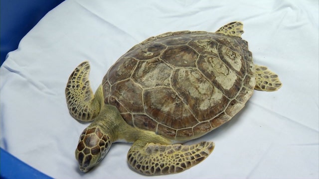 SeaWorld Orlando rescues green sea turtle