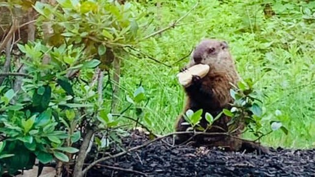 Olive Garden patron captures picture of groundhog enjoying breadstick