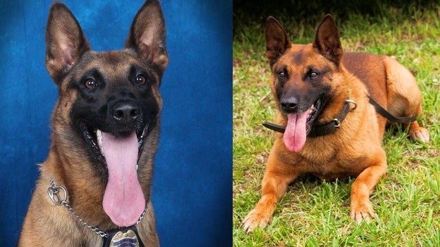 Georgia police K9 dies chasing suspect in 90-degree weather