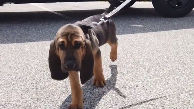 Flagler County Sheriff's Office new bloodhound puppy finally has a name
