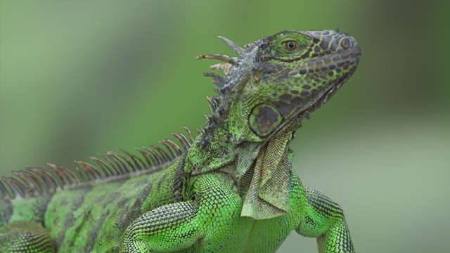 Falling Florida iguanas sold on Facebook as street meat