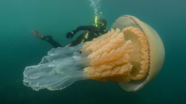 Giant, human-sized jellyfish spotted off English coast