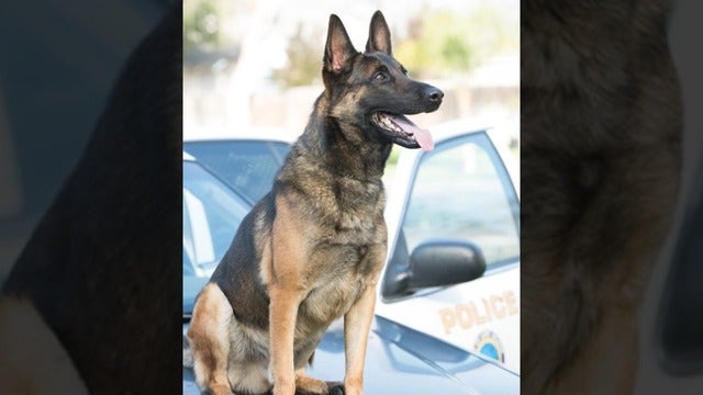 Long Beach police K-9 dies in hot patrol car