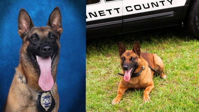 Georgia K-9 dies after chasing suspect in 90-degree heat