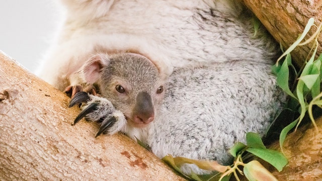 Baby koala emerges from mother's pouch at ZooTampa
