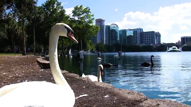 Orlando implements 'no-feeding' policy for Lake Eola swans
