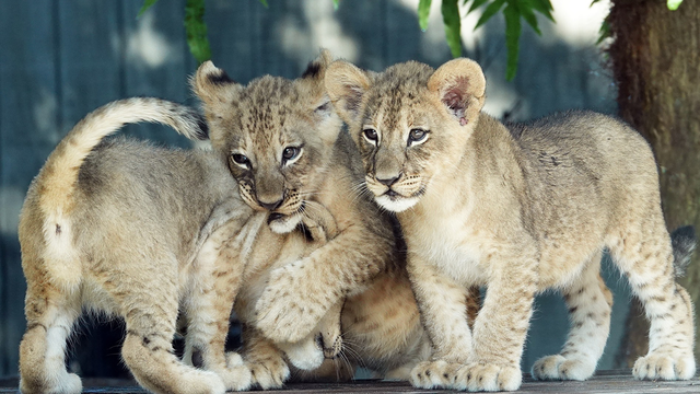 Public sees lion cubs for first time at Florida zoo