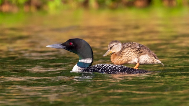 Loon couple takes mallard duckling under their wing
