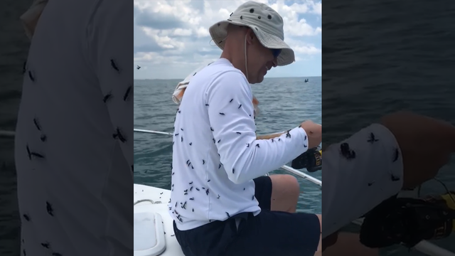 Florida couple's fishing trip ruined by massive lovebug invasion
