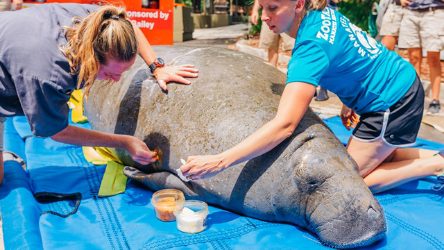 Florida manatee dies after being struck by boat, losing flipper