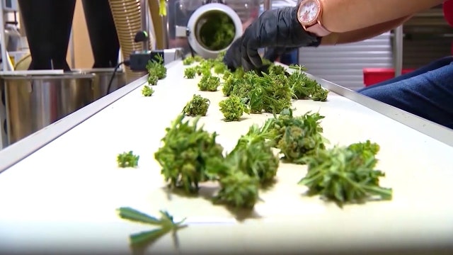 Trulieve pumps $19.6M into renewed recreational marijuana push in Florida