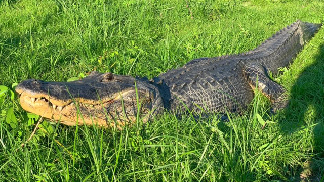 Huge gator spotted strolling down Ocala street