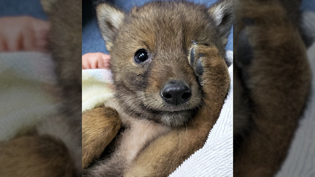 Massachusetts trooper responds to call of injured dog, finds coyote pup