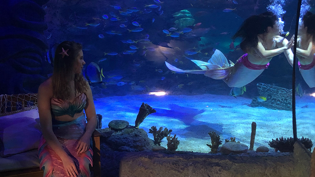 Guests can see mermaids on display at Sea Life Orlando Aquarium this summer