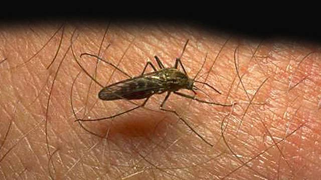 Can mosquitos spread coronavirus? Here's what one mosquito control team says