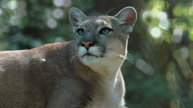 Officials: Endangered Florida panther struck and killed by vehicle