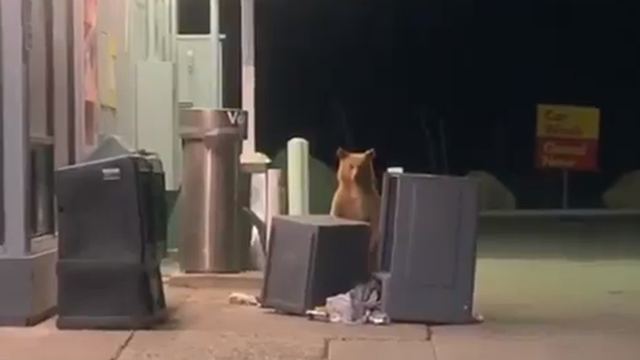 Bear plays peek-a-boo with California deputy at gas station