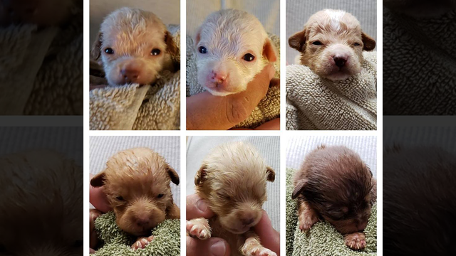 Coachella puppies dumped in trash open eyes, health improving
