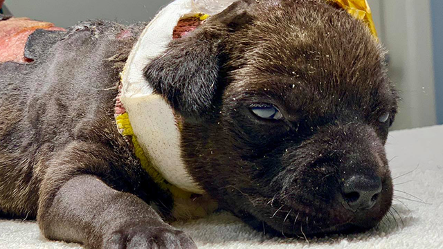 Puppy found in dumpster in California with burns all over body, tail cut off