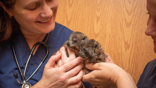 Florida zoo welcomes 2 rock hyrax pups