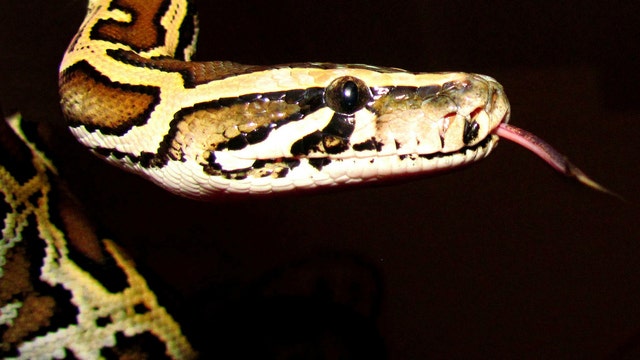 Florida doubles python hunters as over 1,000 apply for hourly wage job with bounty incentives
