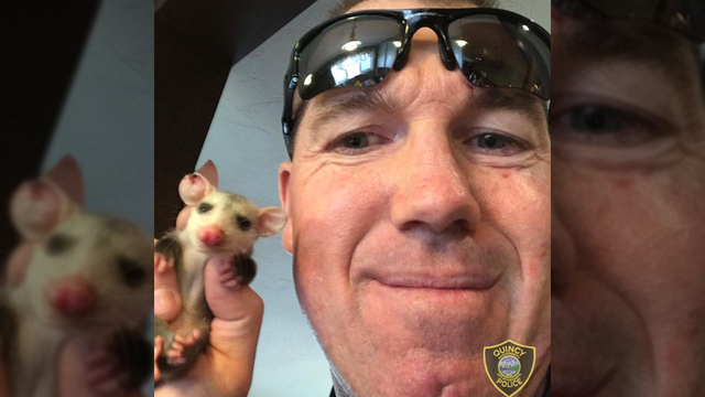 Police officer rescues baby opossum and takes it home for the night