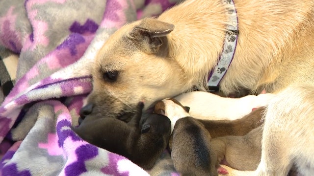 Dog rescued from kill shelter gives birth to puppies