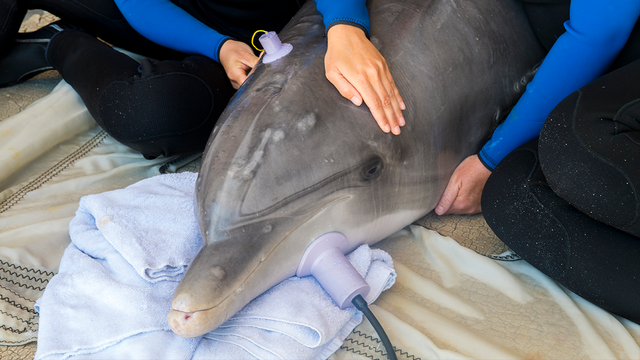 Dolphin bitten by sharks passes hearing test in rehabilitation