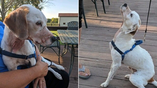 Dog found on side of Ohio road with throat cut, nose and mouth duct-taped, police say
