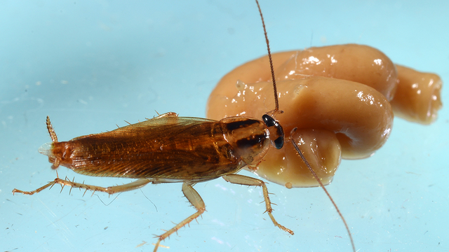 Study finds cockroaches are developing new resistance to insecticides and becoming harder to kill