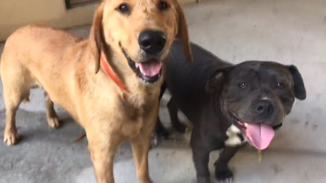 Lake County Animal Shelter warns about possible lost pet scheme