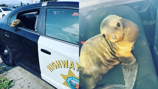 Baby sea lion rescued from busy California highway
