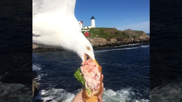 Seagull steals lobster roll out of Maine tourist's hand in epic photo