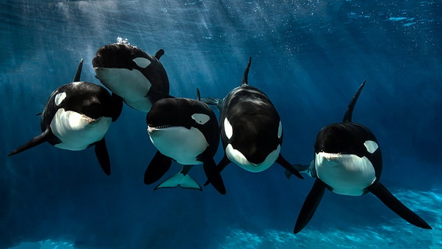 SeaWorld seeks restraining order vs. protesters