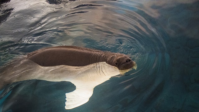 SeaWorld walrus calves reach new milestone