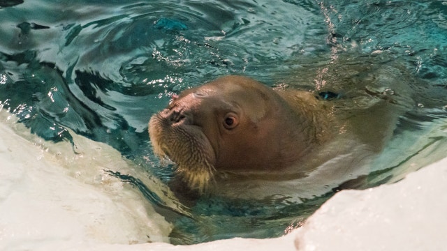 Walrus calves make their public debut at SeaWorld Orlando