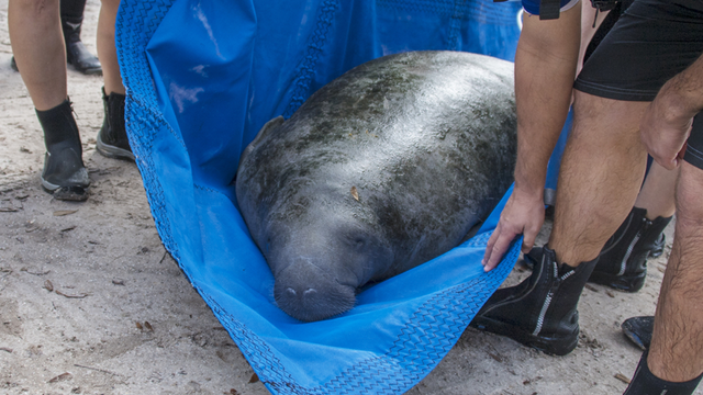 Orphaned manatee 'Buckeye' back in the care of SeaWorld Orlando