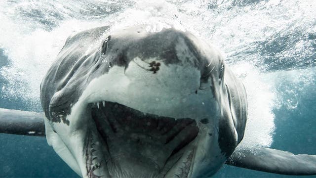 Great white shark charges at diver in terrifying moment captured on film