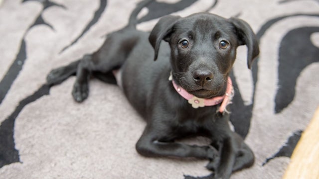 Dog with 6 legs adopted by bullied teen: 'Now he's got a best friend'