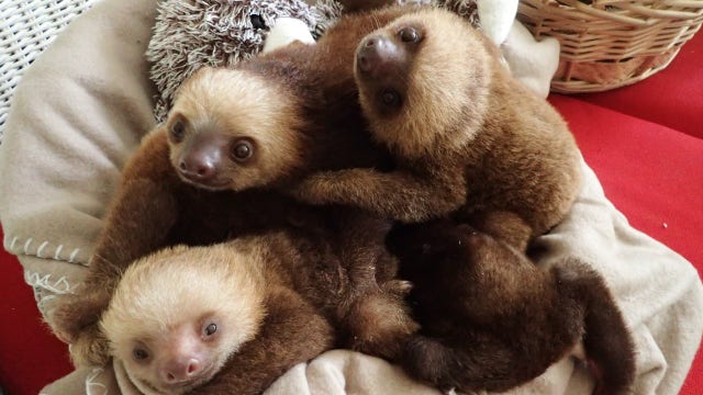 6 adorable baby sloths find new home at Indiana zoo