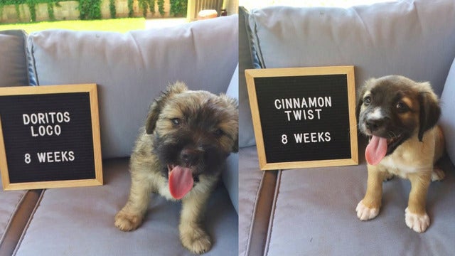 Couple seeks homes for foster puppies named after Taco Bell menu items