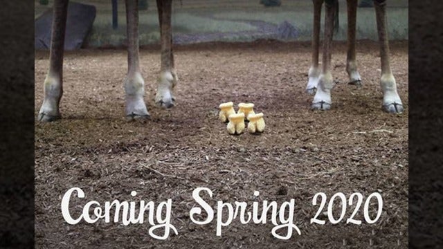 Toronto Zoo announces giraffe's pregnancy in the cutest way possible