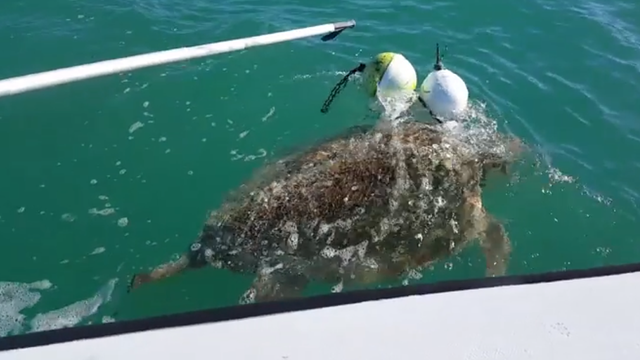 Florida biologists rescue loggerhead turtle entangled in ropes